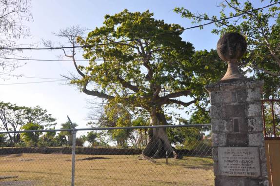 A árvore sobre a qual casou o famoso Almirante Nelson, no fim do séc XVIII (em Nevis - Caribe)